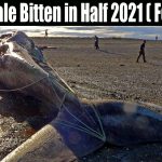 Blue Whale Bitten in Half 2021