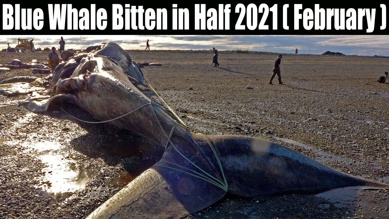 Blue Whale Bitten in Half 2021