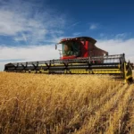 Combine harvester working through a golden wheat field under a clear blue sky during grain harvests.