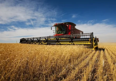 Combine harvester working through a golden wheat field under a clear blue sky during grain harvests.