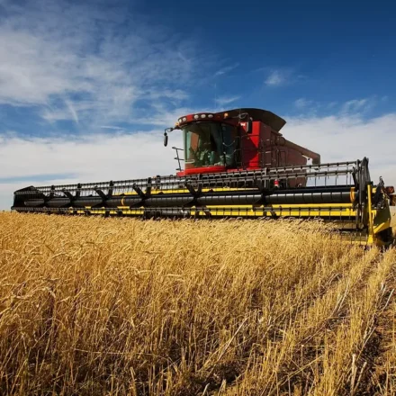 Combine harvester working through a golden wheat field under a clear blue sky during grain harvests.