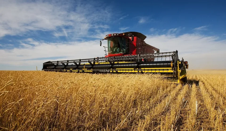 Combine harvester working through a golden wheat field under a clear blue sky during grain harvests.