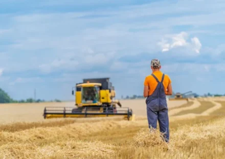 Farmer watches combine harvester harvesting golden wheat field under cloudy skies during grain harvest season.