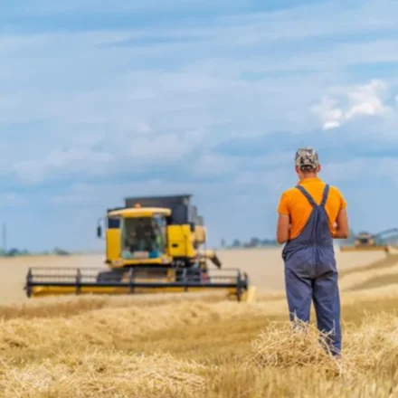 Farmer watches combine harvester harvesting golden wheat field under cloudy skies during grain harvest season.