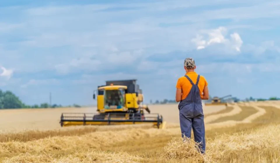 Farmer watches combine harvester harvesting golden wheat field under cloudy skies during grain harvest season.