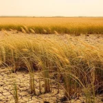 Parched farmland with drying grain crops under extreme heat highlights drought and agricultural stress crisis