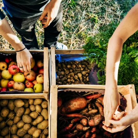 People selecting fresh local produce from wooden crates at a farmers market under warm morning sunlight.
