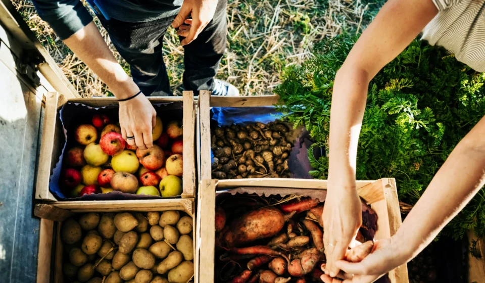 People selecting fresh local produce from wooden crates at a farmers market under warm morning sunlight.