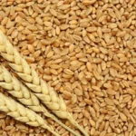 Wheat grains with fresh wheat ears arranged over harvested kernels, symbolizing grain reserves and food security.