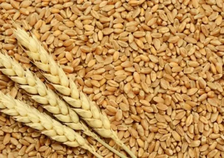 Wheat grains with fresh wheat ears arranged over harvested kernels, symbolizing grain reserves and food security.