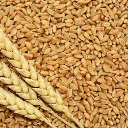 Wheat grains with fresh wheat ears arranged over harvested kernels, symbolizing grain reserves and food security.