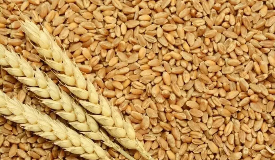 Wheat grains with fresh wheat ears arranged over harvested kernels, symbolizing grain reserves and food security.