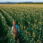 Farmer walks through a cornfield as rows of crops stretch toward distant hills under clear blue sky.