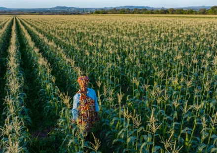Farmer walks through a cornfield as rows of crops stretch toward distant hills under clear blue sky.
