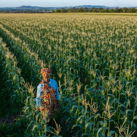Farmer walks through a cornfield as rows of crops stretch toward distant hills under clear blue sky.