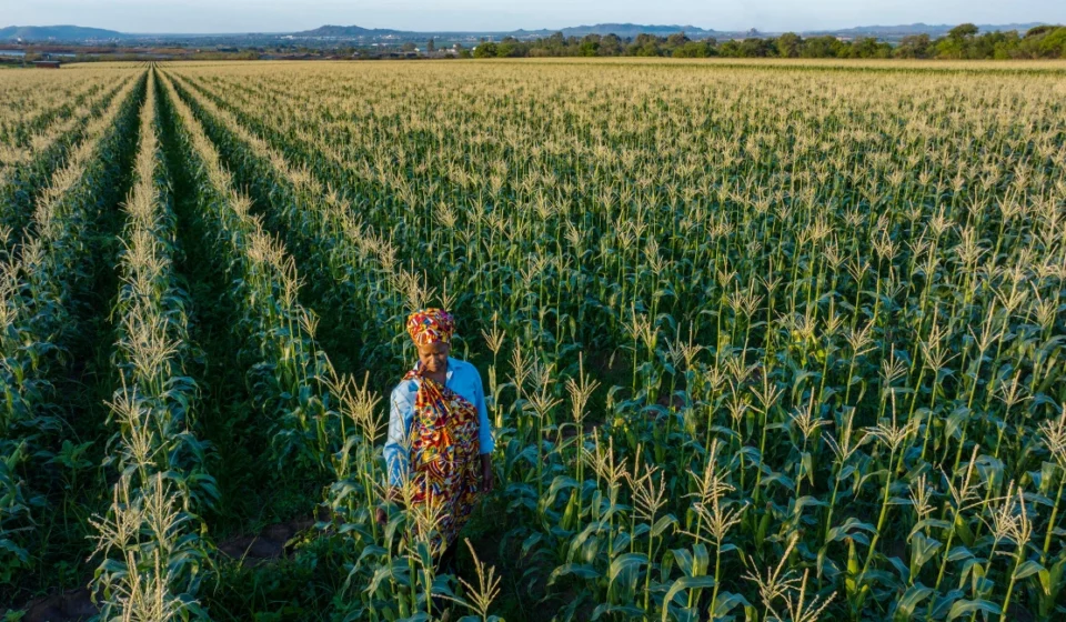 Farmer walks through a cornfield as rows of crops stretch toward distant hills under clear blue sky.