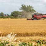 A combine harvests a dry golden field as dust rises under hot European summer sky near rural houses.