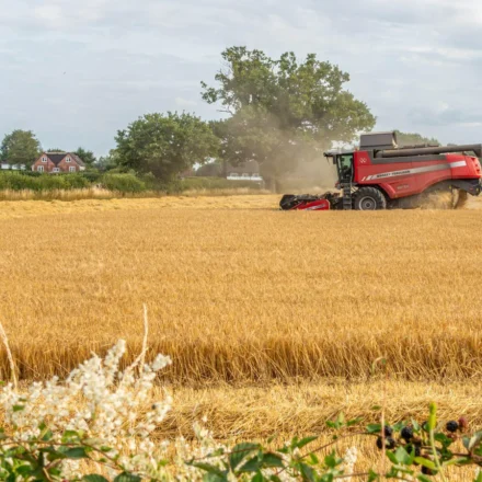 A combine harvests a dry golden field as dust rises under hot European summer sky near rural houses.