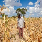 Farmer inspects drought damaged cornfield as extreme heat threatens crop yields and global food supplies today