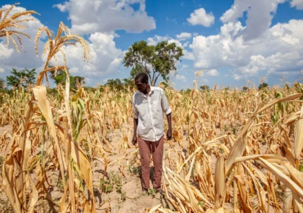Farmer inspects drought damaged cornfield as extreme heat threatens crop yields and global food supplies today
