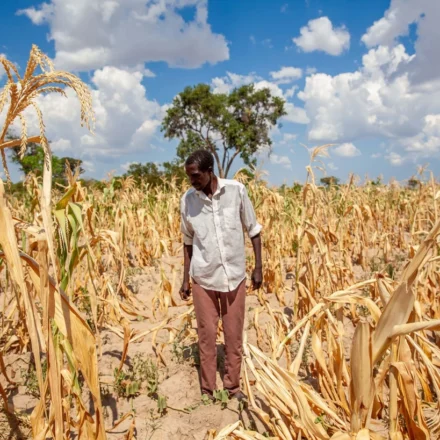 Farmer inspects drought damaged cornfield as extreme heat threatens crop yields and global food supplies today