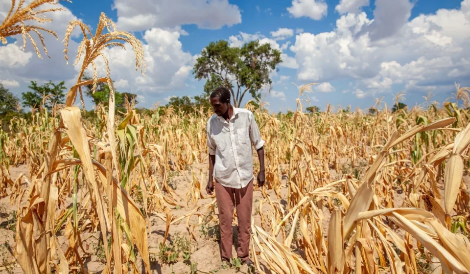 Farmer inspects drought damaged cornfield as extreme heat threatens crop yields and global food supplies today