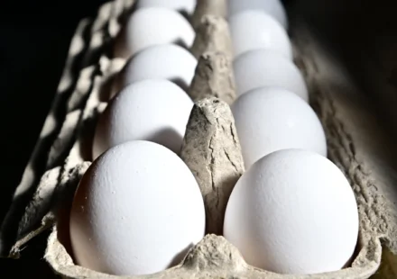 White eggs arranged in cardboard carton, highlighting the shell egg recall and food safety concerns.