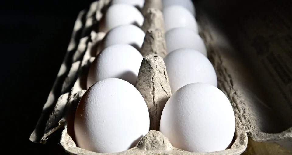FDA and CDC Issue Warnings Over Multi-State Salmonella Shell Egg Recall White eggs arranged in cardboard carton, highlighting the shell egg recall and food safety concerns.