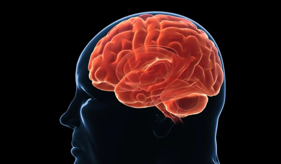 Study Uncovers Brain Mechanism That Triggers Post-Diet Weight Regain