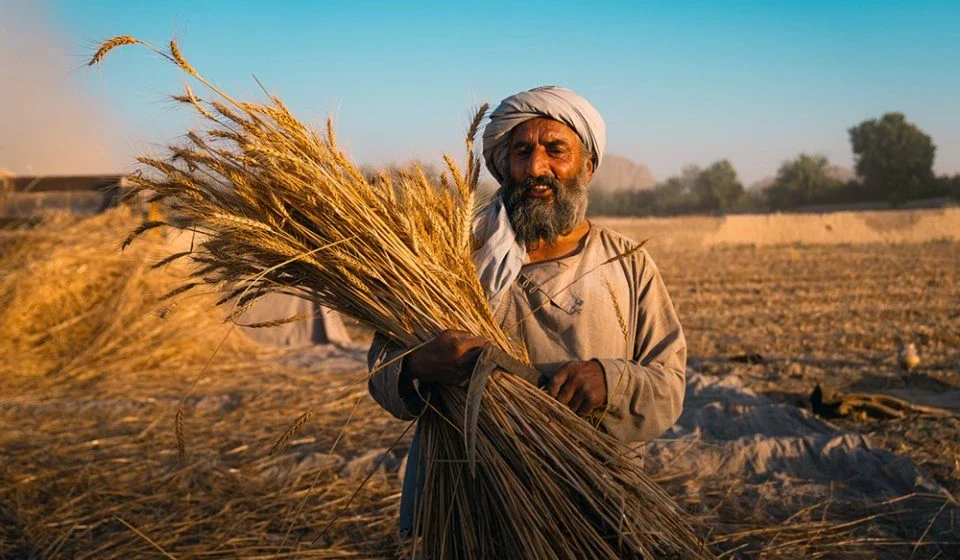 UN FAO Establishes Transnational Grain Reserves to Combat Climate Shocks Farmer holding wheat in sunlit field, reflecting grain production and food security needs worldwide.