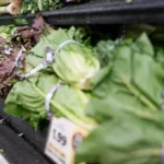 Fresh iceberg lettuce displayed in a grocery produce section amid Cyclospora outbreak concerns in the US.