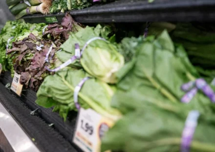 Fresh iceberg lettuce displayed in a grocery produce section amid Cyclospora outbreak concerns in the US.