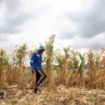 Farmer walks through drought damaged maize field beneath dark clouds as El Niño threatens harvests.