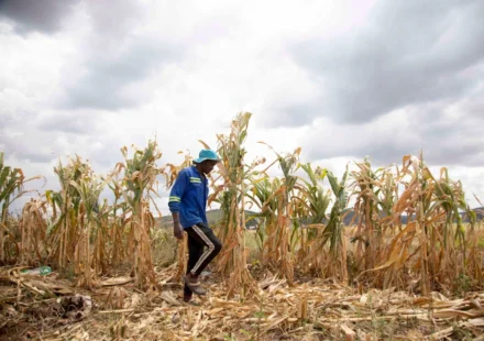 Farmer walks through drought damaged maize field beneath dark clouds as El Niño threatens harvests.