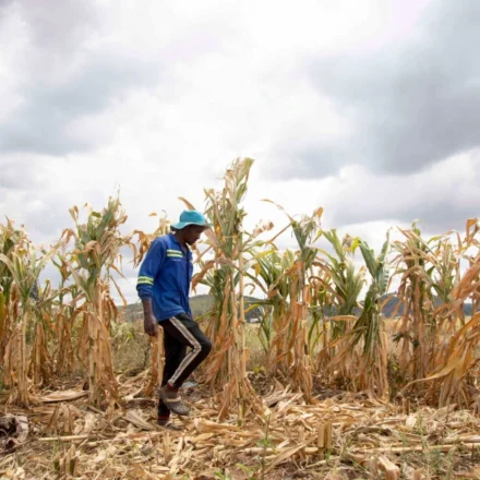 Farmer walks through drought damaged maize field beneath dark clouds as El Niño threatens harvests.