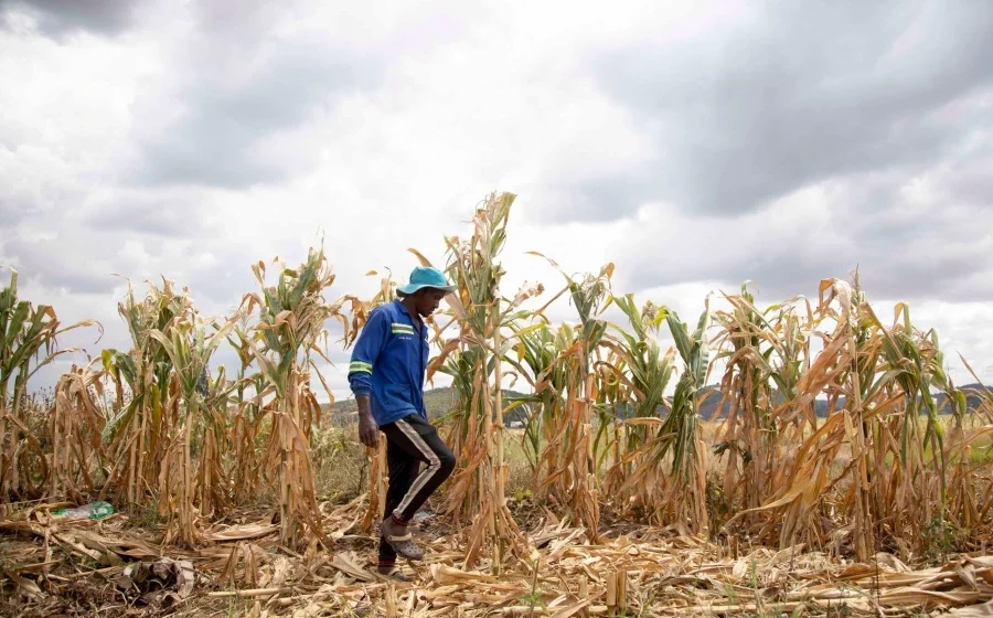 WFP Warns Intensifying El Niño Threatens Global Food Security Farmer walks through drought damaged maize field beneath dark clouds as El Niño threatens harvests.